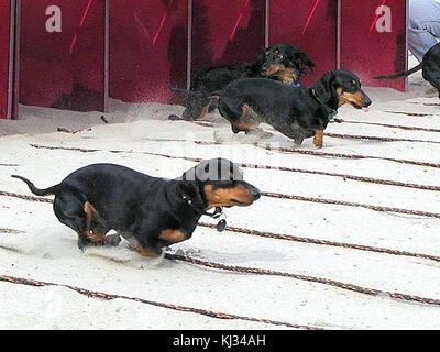 Wiener dogs races Stock Photo