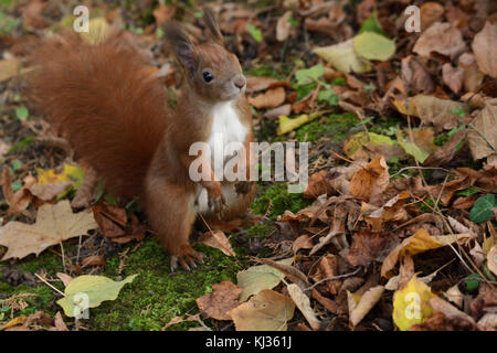 the squirrel hides the walnuts in the ground for the winter the squirrel hides the walnuts in the ground for the winter Stock Photo