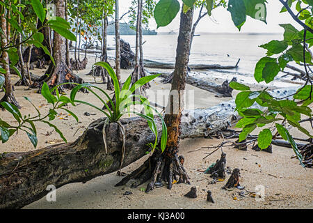 Mangrove forest along beach in the Ujung Kulon National Park in western Java, Banten province of Indonesia Stock Photo