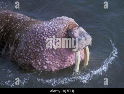 Walrus odobenus rosmarus large flippered marine mammal Stock Photo - Alamy