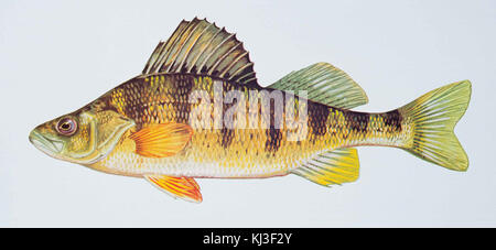 Yellow perch fish perca flavescens Stock Photo
