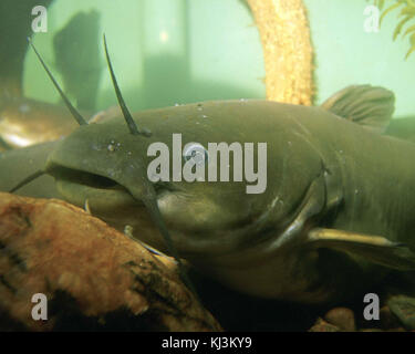 Yellow Bullhead Catfish Ameiurus natalis swimming over weeds in an ...