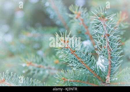 Close-up detail of spruce tree branches with snow and water drops on the spruce needles Stock Photo