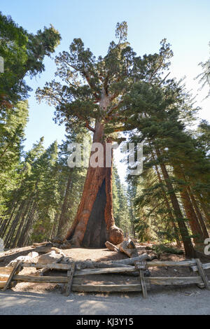 Grizzly Giant, oldest sequoia in Yosemite's Mariposa Grove of Yosemite National Park, California, USA. Stock Photo