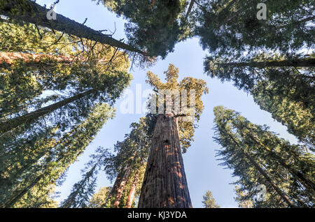 General Sherman - the largest tree on Earth, Sequoia National Park, California. Stock Photo