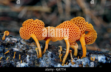 Orange Pore Fungus (Favolaschia calocera) (33327394770) Stock Photo