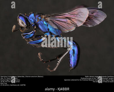 Steel-blue Cricket Hunter (Sphecidae, Chlorion aerarium (Patton)) (36255585146) Stock Photo
