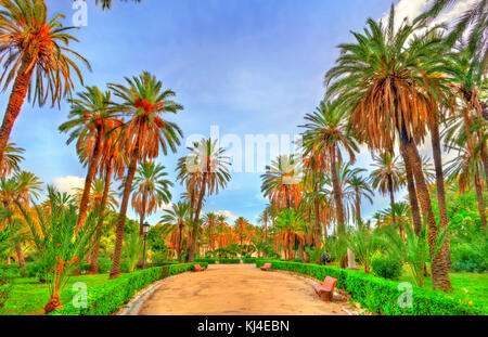 Palms in the Park at Villa Bonanno in Palermo, Sicily, Italy Stock Photo