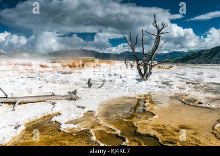 Dead trees and Mammoth Hot Springs travertine concretions in Yellowstone National Park Stock Photo