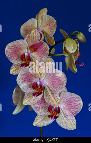 Still life of the Phalaenopsis cultivar orchid Stock Photo