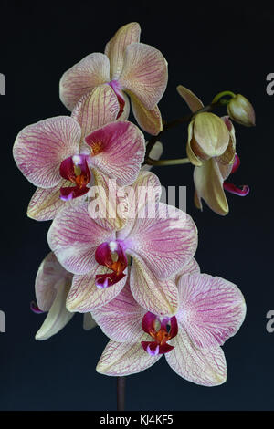 Still life of the Phalaenopsis cultivar orchid Stock Photo