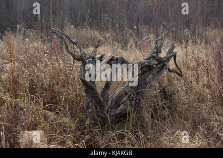 Overturned tree roots, at the Minnesota Landscape Arboretum near ...