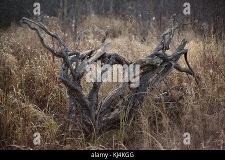 Overturned tree roots, at the Minnesota Landscape Arboretum near ...