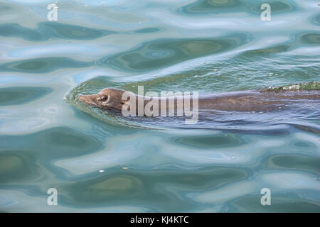 Sea lion swimming in the sea in california Stock Photo