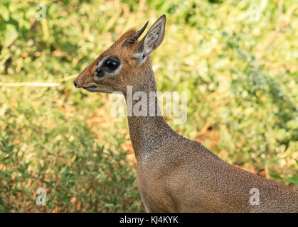 A portrait of a Kirk's Dik-dik Stock Photo