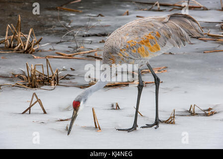 Sandhill Crane (Grus canadensis), searching for food, Cattail marsh, early Spring, USA by Bruce Montagne/Dembinsky Photo Assoc Stock Photo