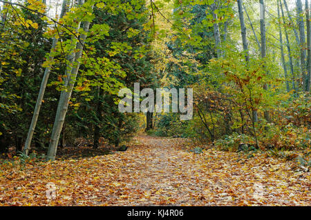 Walking trail covered in fallen autumn leaves leading into a mixed deciduous and coniferous forest, Vancouver, BC, Canada Stock Photo