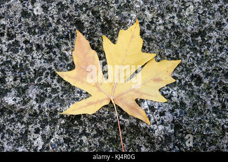 Fallen big leaf maple tree leaf lying on a granite rock in autumn, Vancouver, BC, Canada Stock Photo