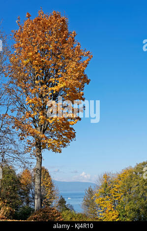 Big leaf maple tree with fall foliage with Burrard Inlet and mountains in back, Vancouver, BC, Canada Stock Photo