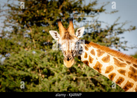 A beautiful curious Rothschild giraffe looking directly into the camera during a sunset safari in the Murchison nation park in Uganda. Stock Photo