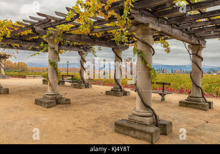 Structure of pergola decorated with grape plants, and the grapevines in the background, Napa Valley vineyard, California, United States. Stock Photo