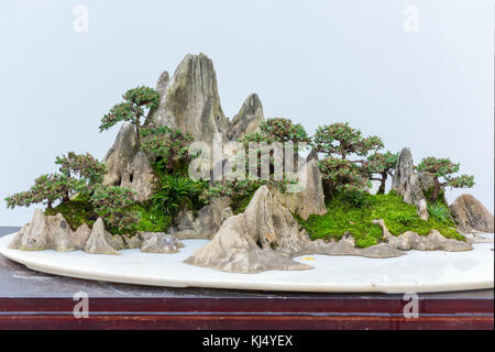 Bonsai trees on a rock against white wall Stock Photo