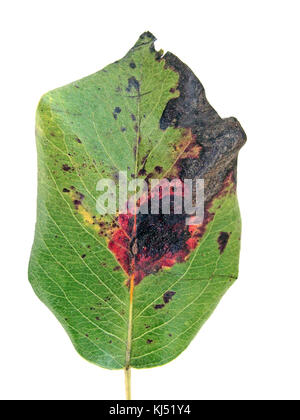 Leaf damaged by fungal disease European pear rust on white background front view. Stock Photo