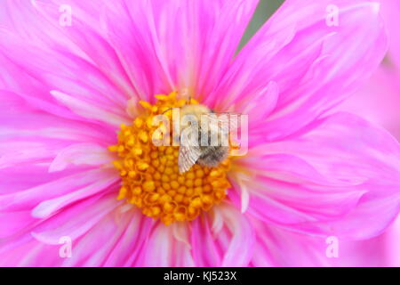 Common Carder bee (Bombus pascuorum) pollinating Dahlia 'Duddon Catherine', blossom in late summer, Leeds, England, UK
