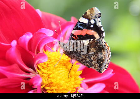 Butterfly on dahlia. Red Admiral butterfly (Vanessa atalanta) feeding on Dahlia 'Duddon Rose', UK Stock Photo