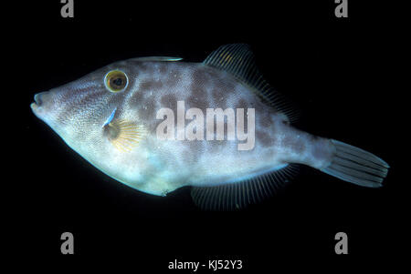 Parika scaber (Smooth leatherjacket) Stock Photo