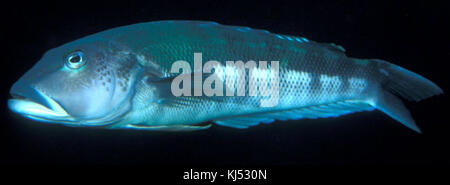 Parapercis colias (Blue cod) Stock Photo