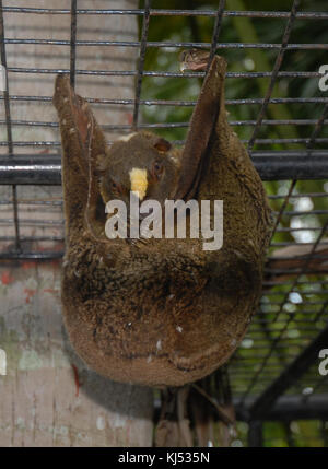Philippine flying lemur at the python sanctuary, Santa Fe Albuquerque ...