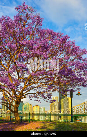 Jacaranda blooming at Wilsons Outlook Reserve, Brisbane, Queensland, Australia Stock Photo