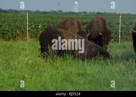 FARM RAISED BISON GRAZING IN PASTURE HOOPESTON, IL Stock Photo