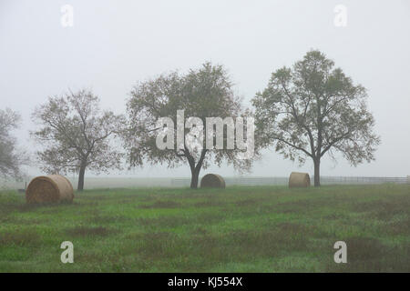 ROUND HAY BALES IN FOGGY FIELD Stock Photo