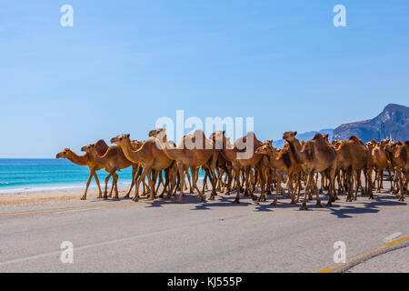 Camels crossing the road near Salalah, Oman. Stock Photo