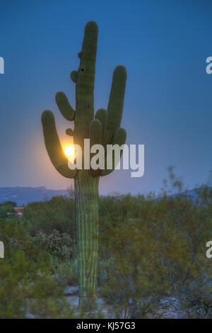 Saguaro (Carnegiea gigantea) with full moon, National Park, Sonora Desert, Tucson, Arizona, USA Stock Photo