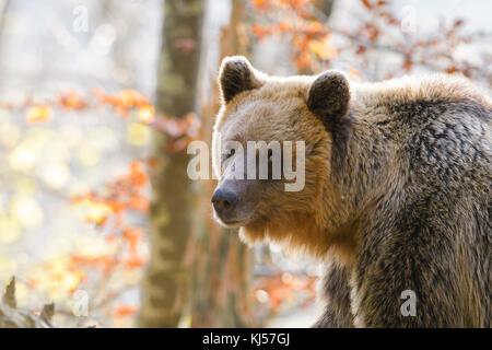 European brown bear or Eurasian brown bear (Ursus arctos arctos), animal portrait, Notranjska, Slovenia