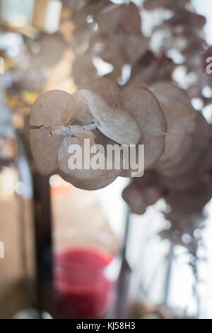 Dried brown eucalyptus leaves on the branch, stock photo Stock Photo