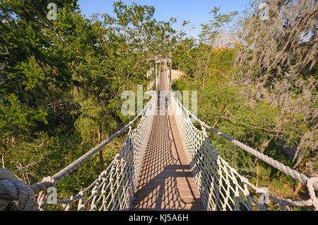 Canopy Walk in a Subtropical Forest in the Santa Ana Wildlife Refuge in Texas Stock Photo