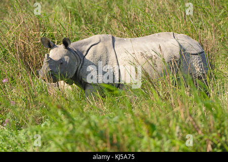 Indian Rhino in the Grasslands of Kaziranga National Park in India Stock Photo