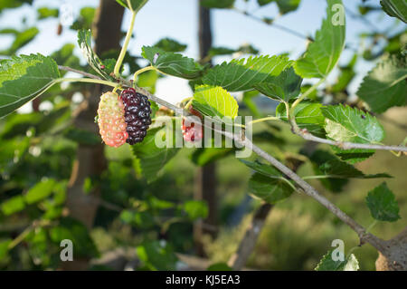 Ripe fruit and foliage of Black Mulberry or Morus nigra. Closeup Stock Photo