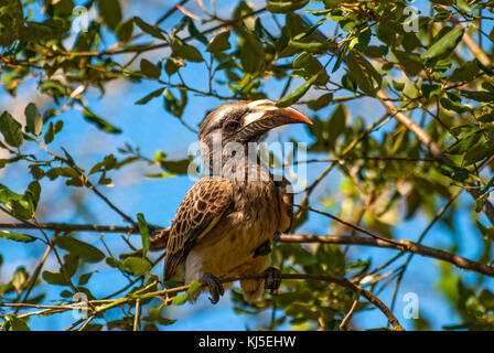 African Grey Hornbill bird (Tockus nasutus) Stock Photo