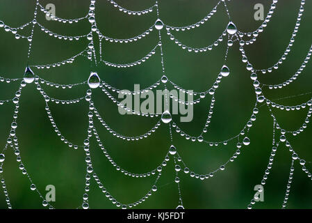 Spider web with morning dew. Stock Photo