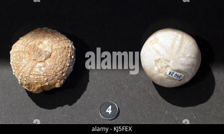 Collection of sea urchins, which are small, spiny, globular animals from Morocco. Stock Photo