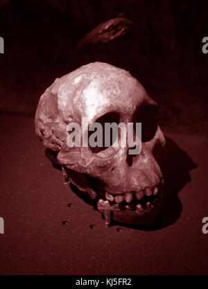 Skull of an early homo sapiens found in Eastern Europe.