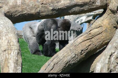 Gorilla macho of silver back taking grasses framed with trunks Stock Photo