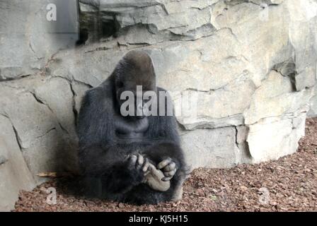 Gorilla macho of silver back sat and scratching itself a foot Stock Photo