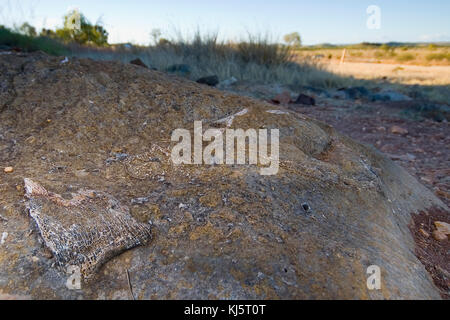 Riversleigh Fossil Fields, Boodjamulla National Park, Western Queensland Stock Photo