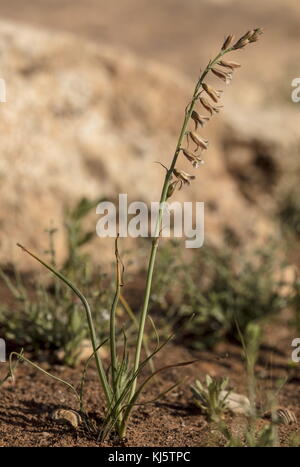 Brown Bluebell, Dipcadi serotinum in flower in spring, Morocco. Stock Photo